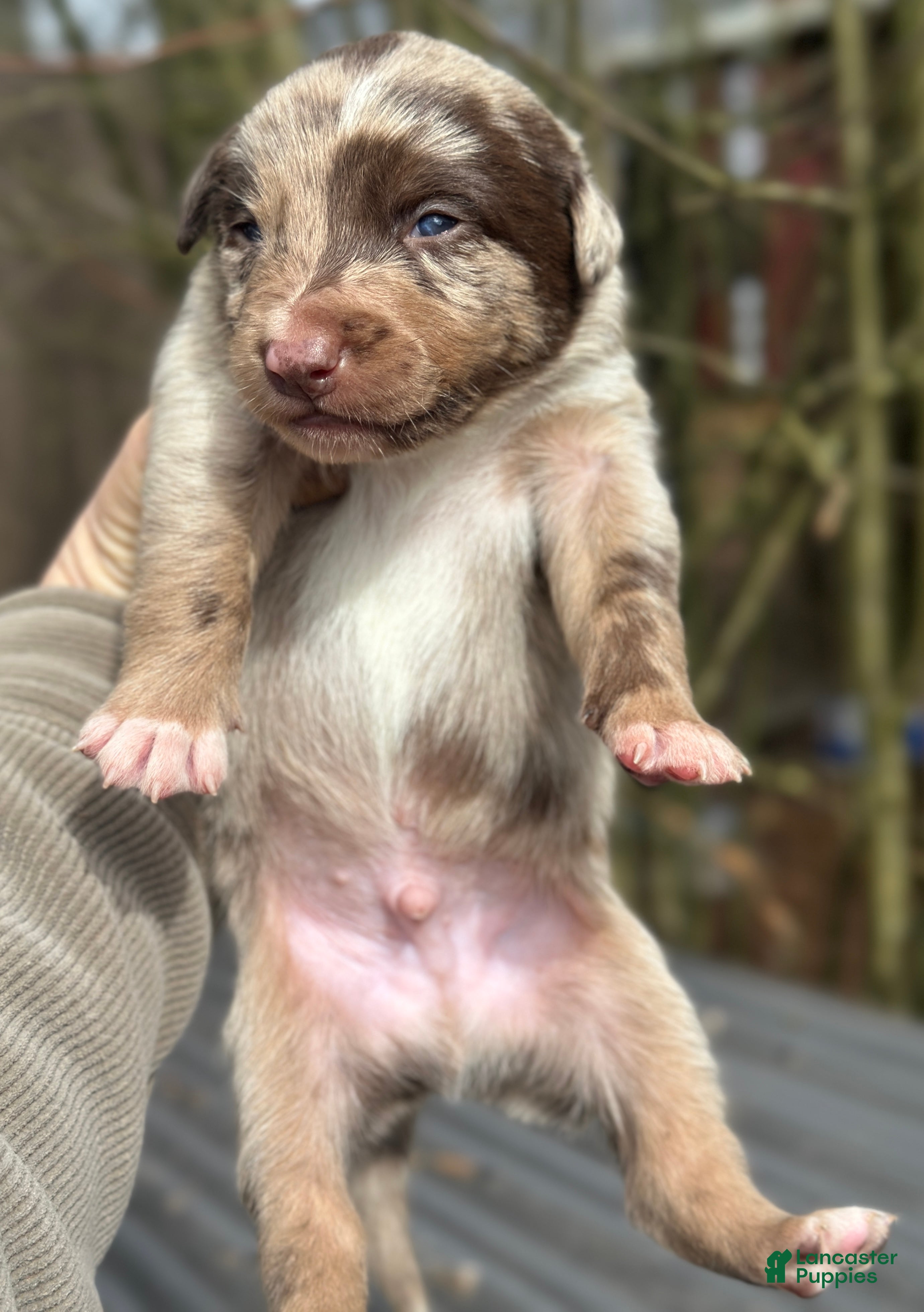 Mixed Breed dogs Kelpie/Border Collie  Puppy 4 - Ad 2