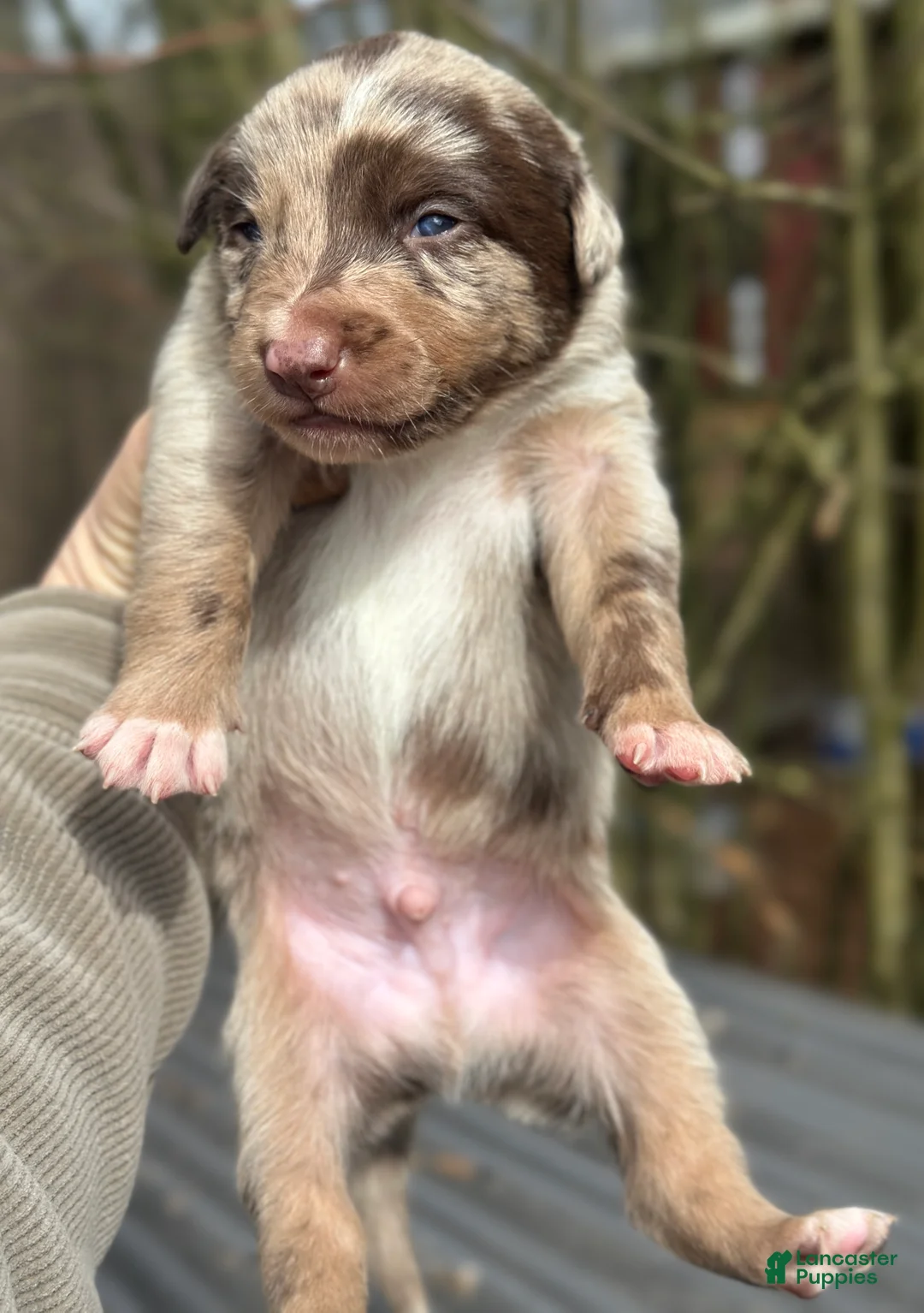 Mixed Breed dogs for sale: Kelpie/Border Collie  Puppy 4 - Ad 2