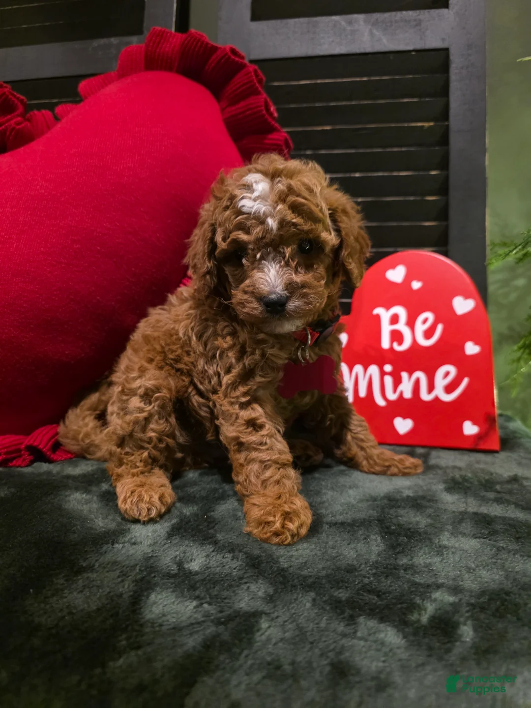 Mini Bernedoodle dogs for sale: Jax  - Ad 6