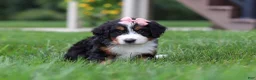 Mini Bernedoodle dogs for sale: Molly🎀 - Ad 1