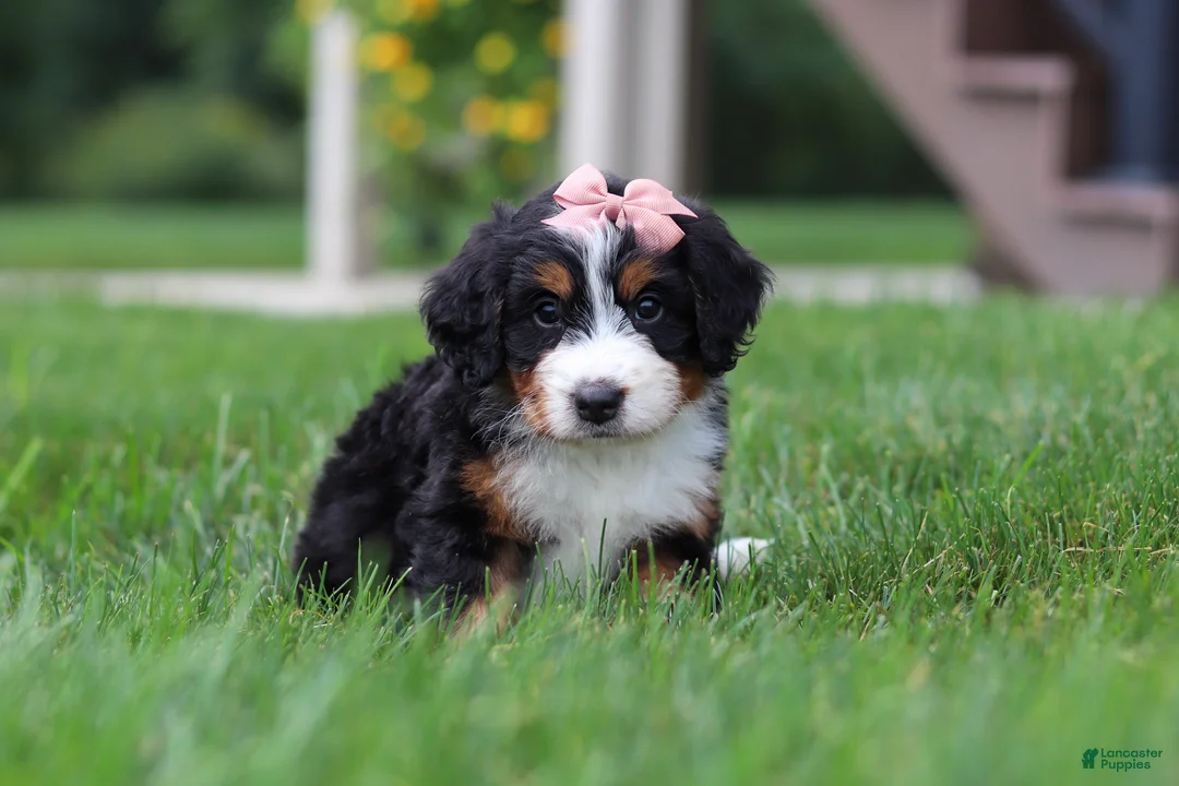 Mini Bernedoodle dogs for sale: Molly🎀 - Ad 1