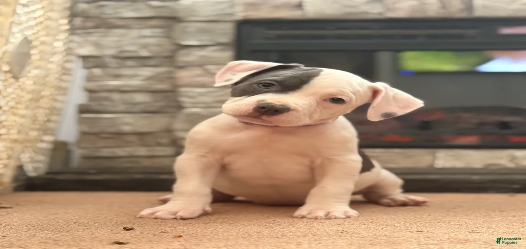 Gallery Image {{count}}