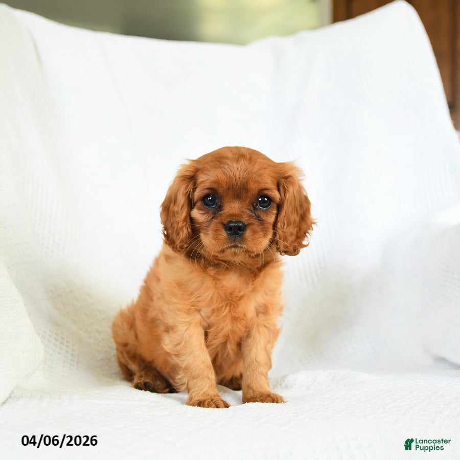 Cavalier King Charles Spaniel dogs Cassidy - Ad 1