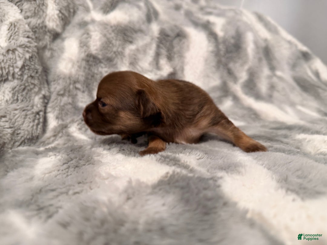 Chihuahua dogs for sale: Bert - Ad 6