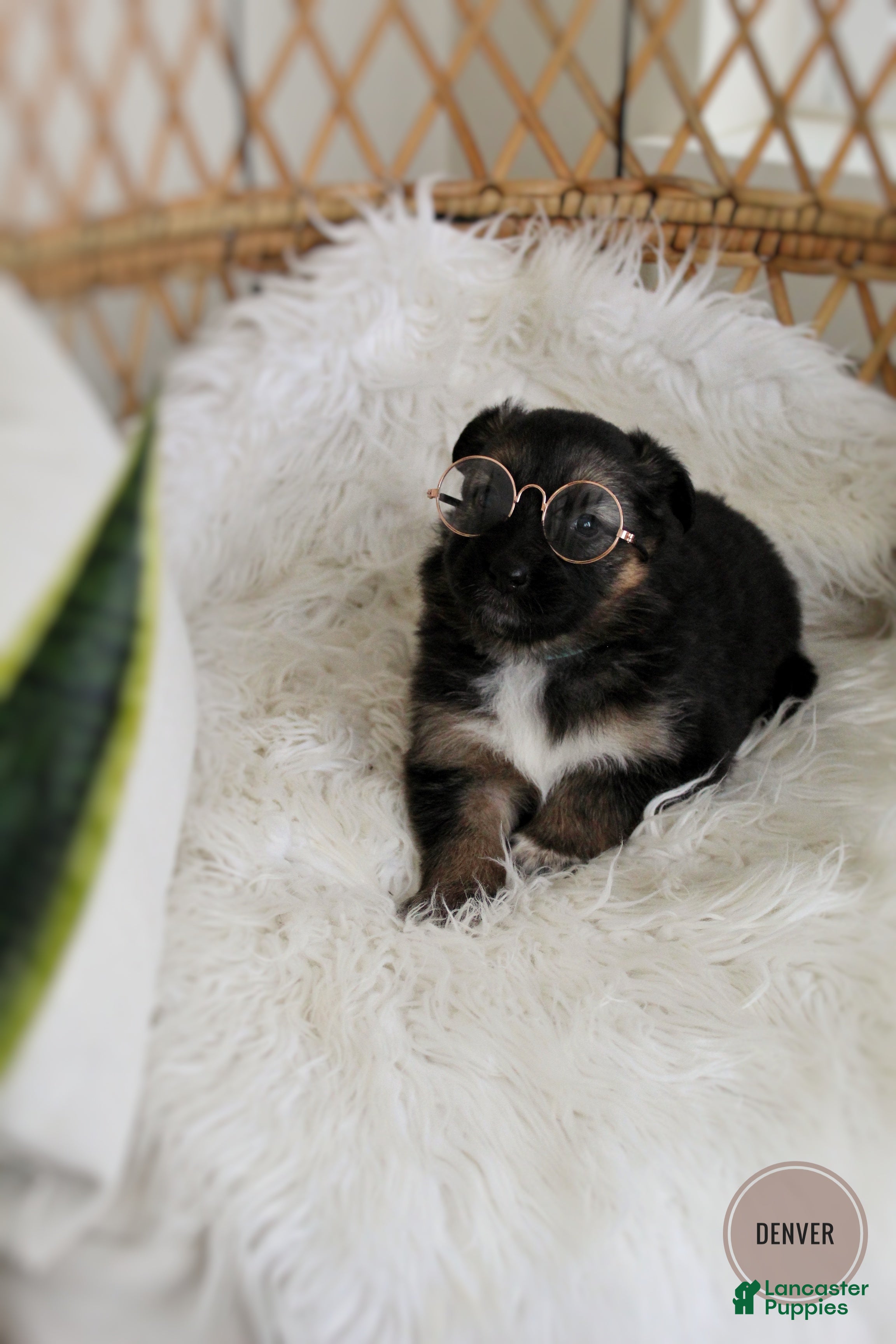 Mixed Breed dogs Denver  - Ad 1