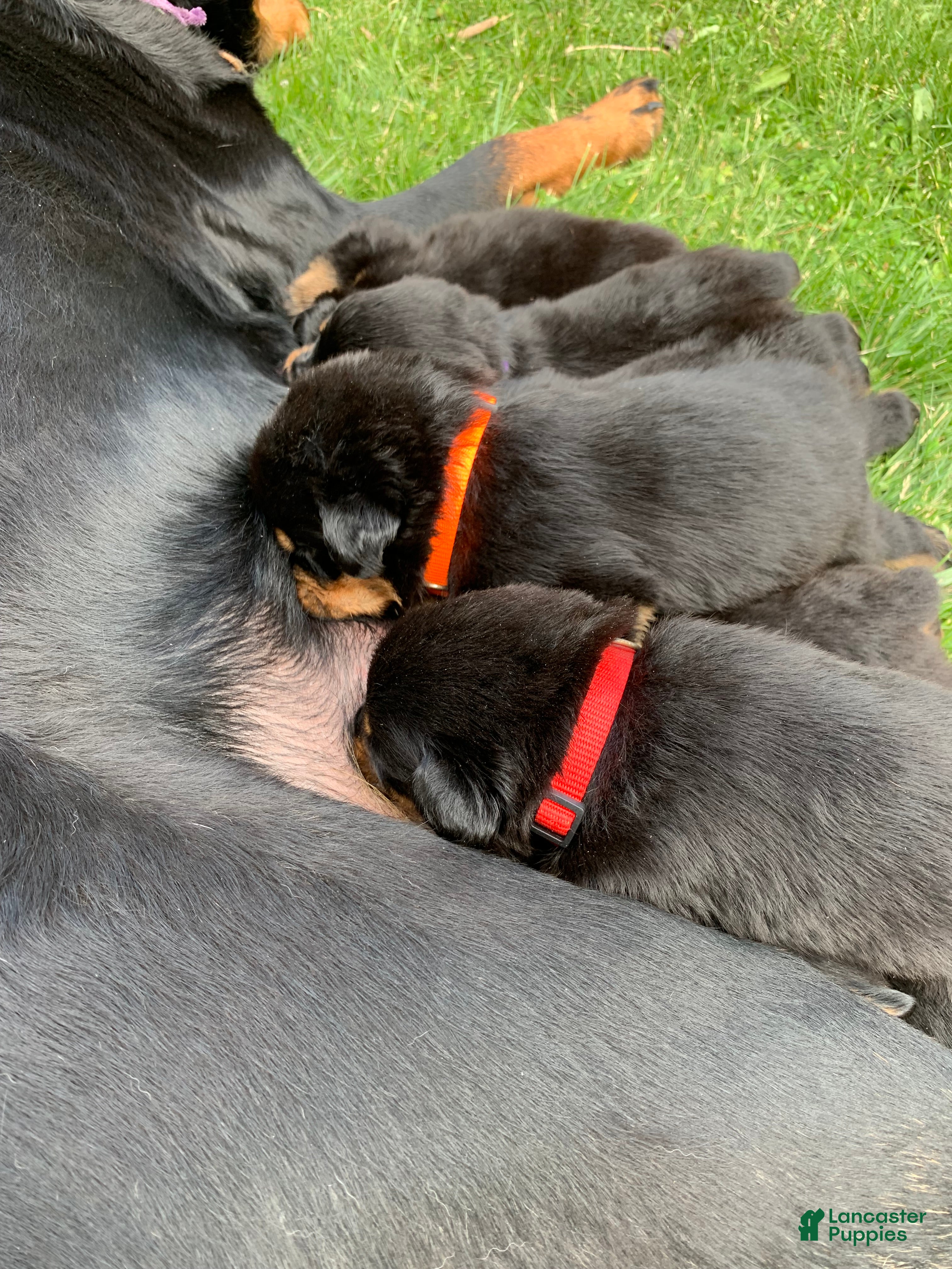 Rottweiler dogs Orange Female - Ad 10