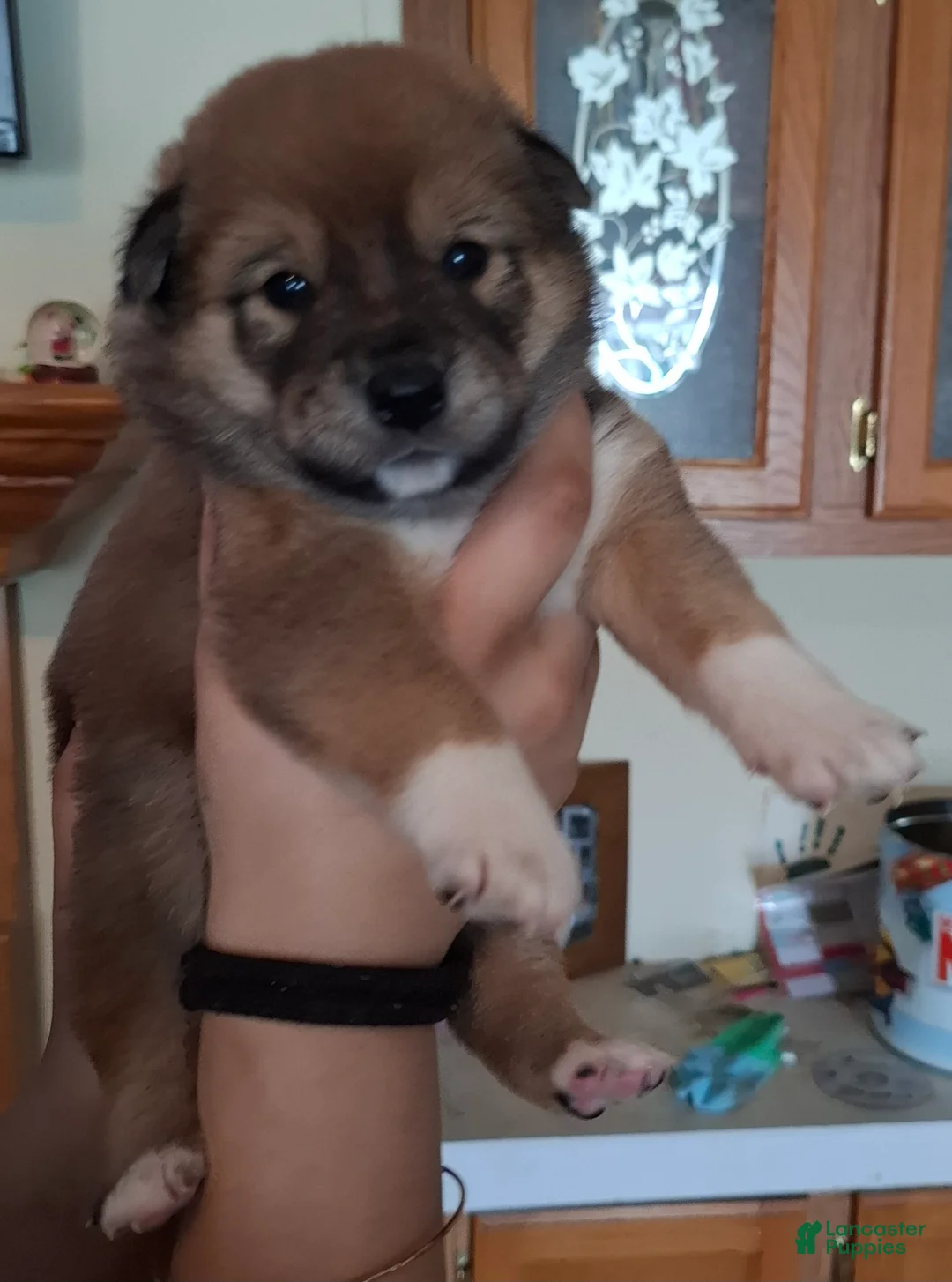 Shiba Inu dogs for sale: Shiba Inu Puppy 3 - Ad 2