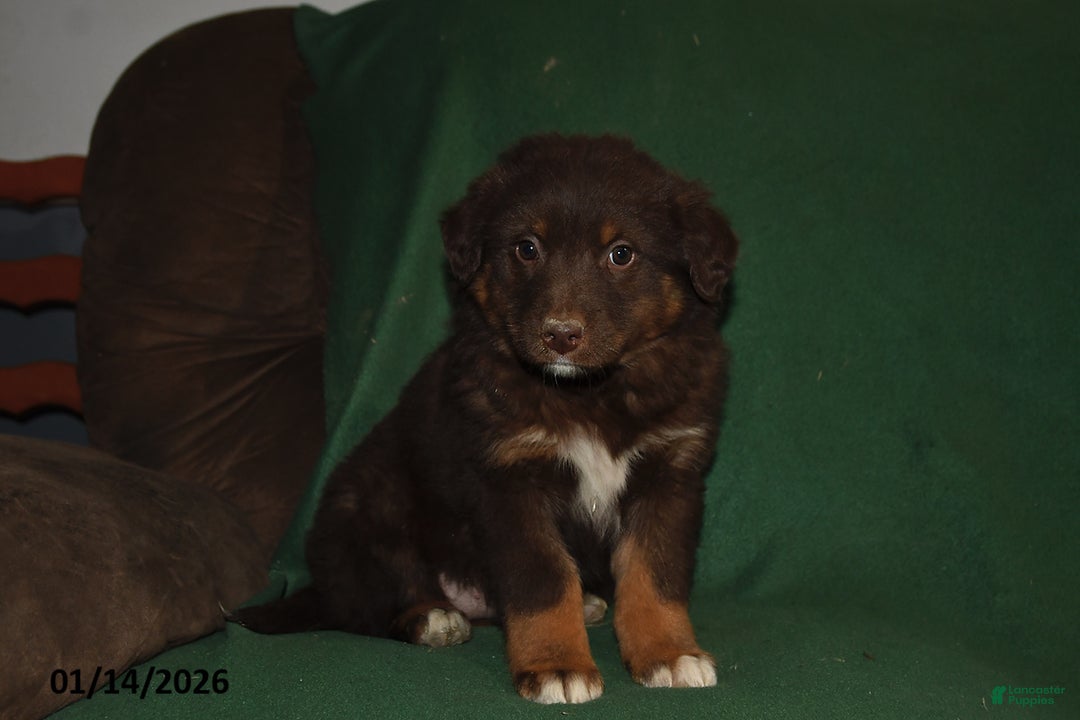 Mixed Breed dogs for sale: Chloe - Ad 2