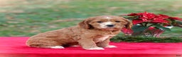 Cocker Spaniel dogs for sale: Jodie - Ad 4