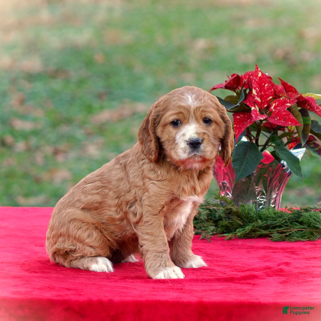 Cocker Spaniel dogs for sale: Jodie - Ad 4