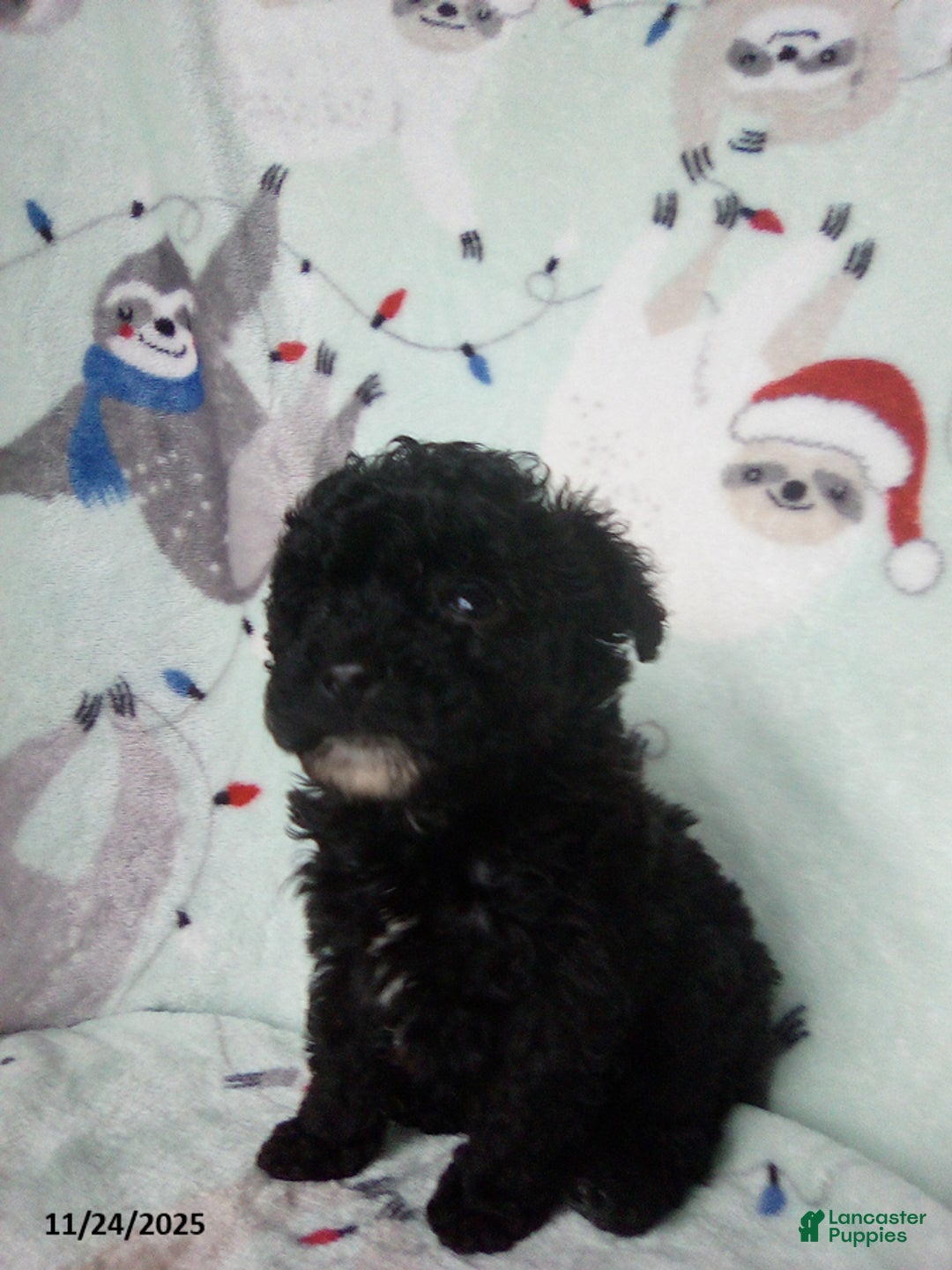 Toy Poodle dogs for sale: Rachel - Ad 5