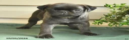 Pug dogs for sale: Tootsie - Ad 2
