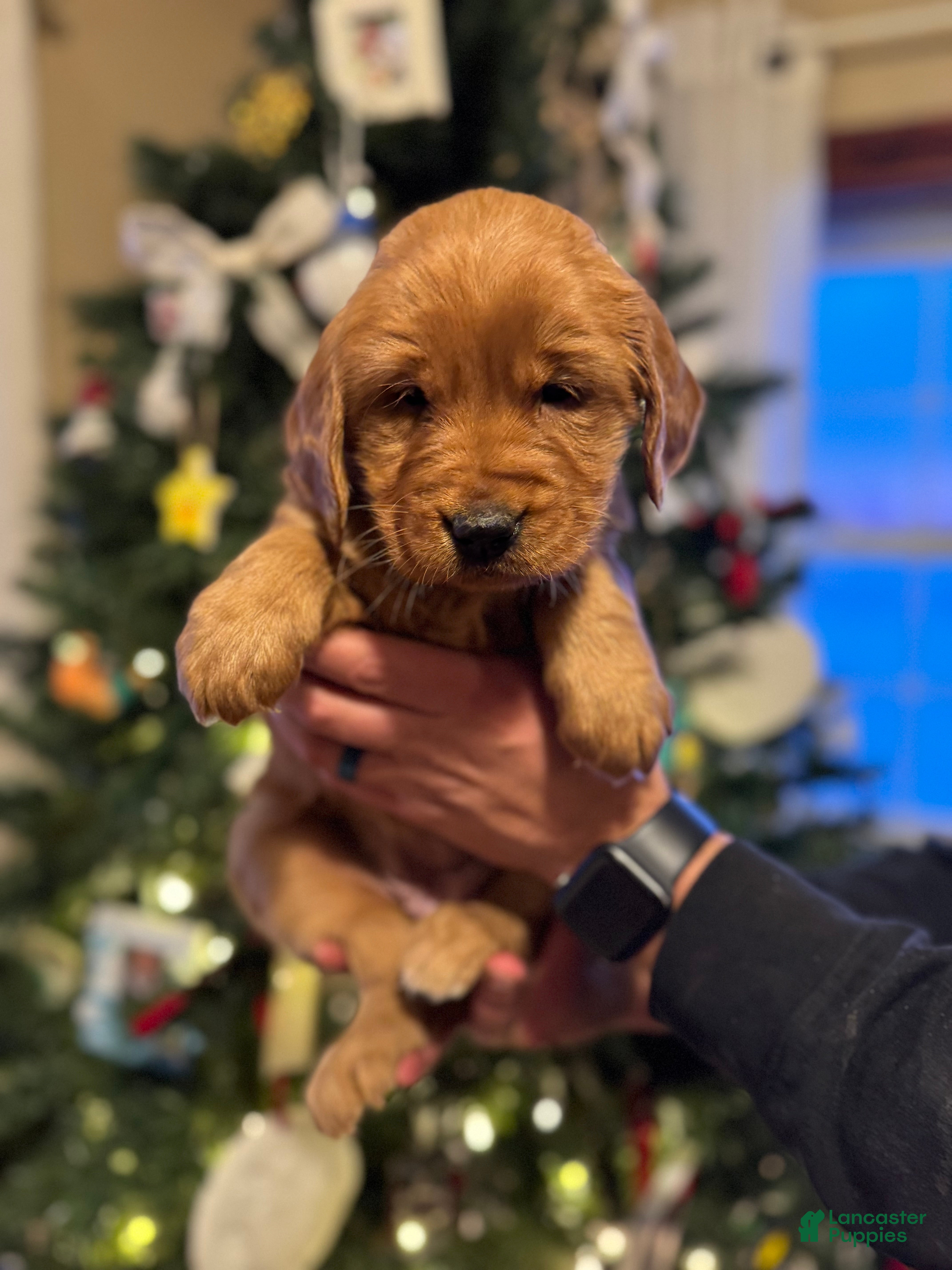 Golden Retriever dogs Belle - Ad 33