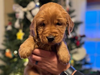 Golden Retriever dogs Belle - Ad 33