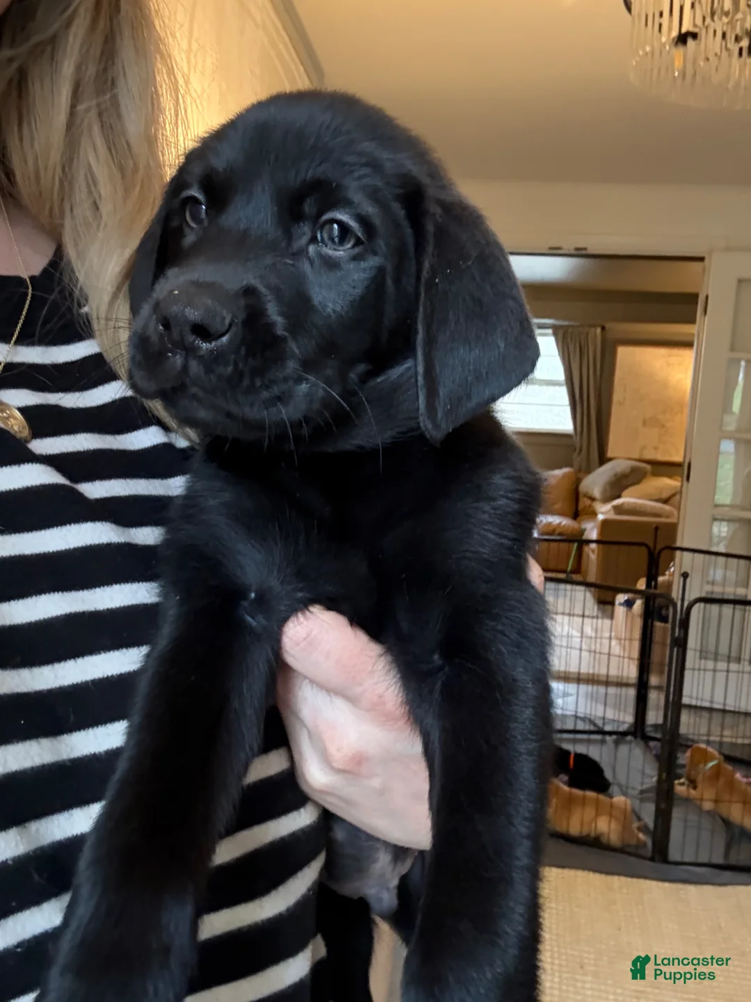 Labrador Retriever dogs for sale: White Collar Male - Ad 1