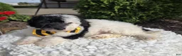 Mini Sheepadoodle dogs for sale: Jinx - Ad 7