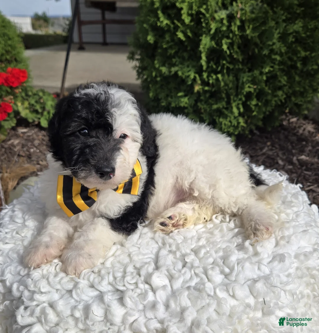 Mini Sheepadoodle dogs for sale: Jinx - Ad 7