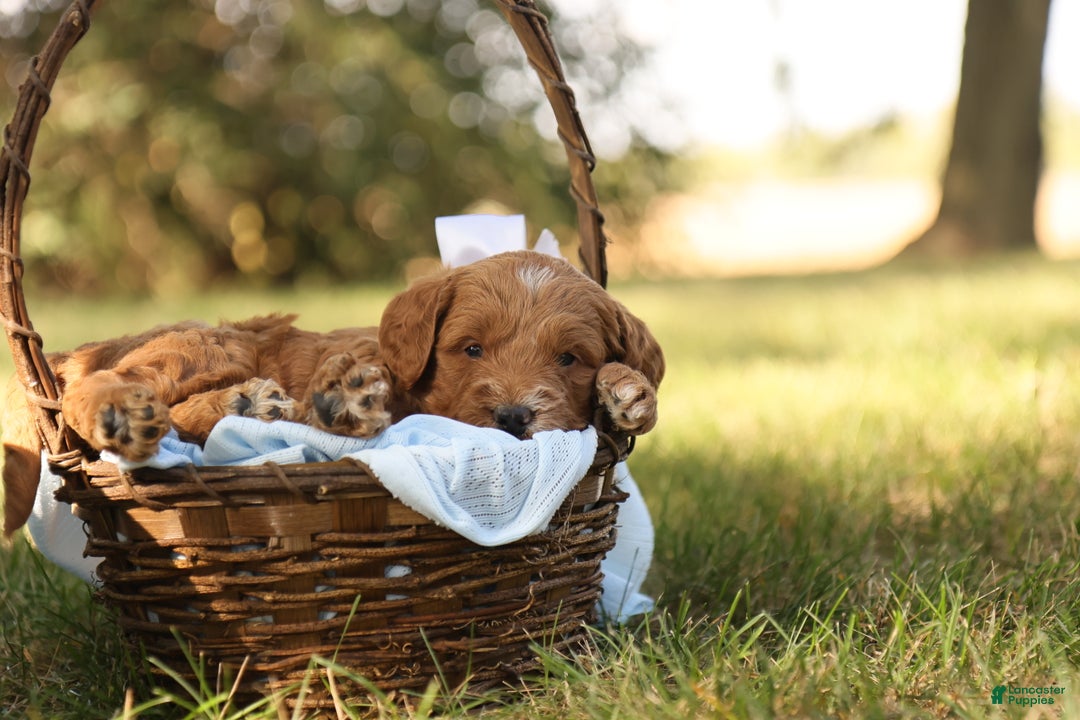 Mini Goldendoodle dogs for sale: Oakley - Ad 8