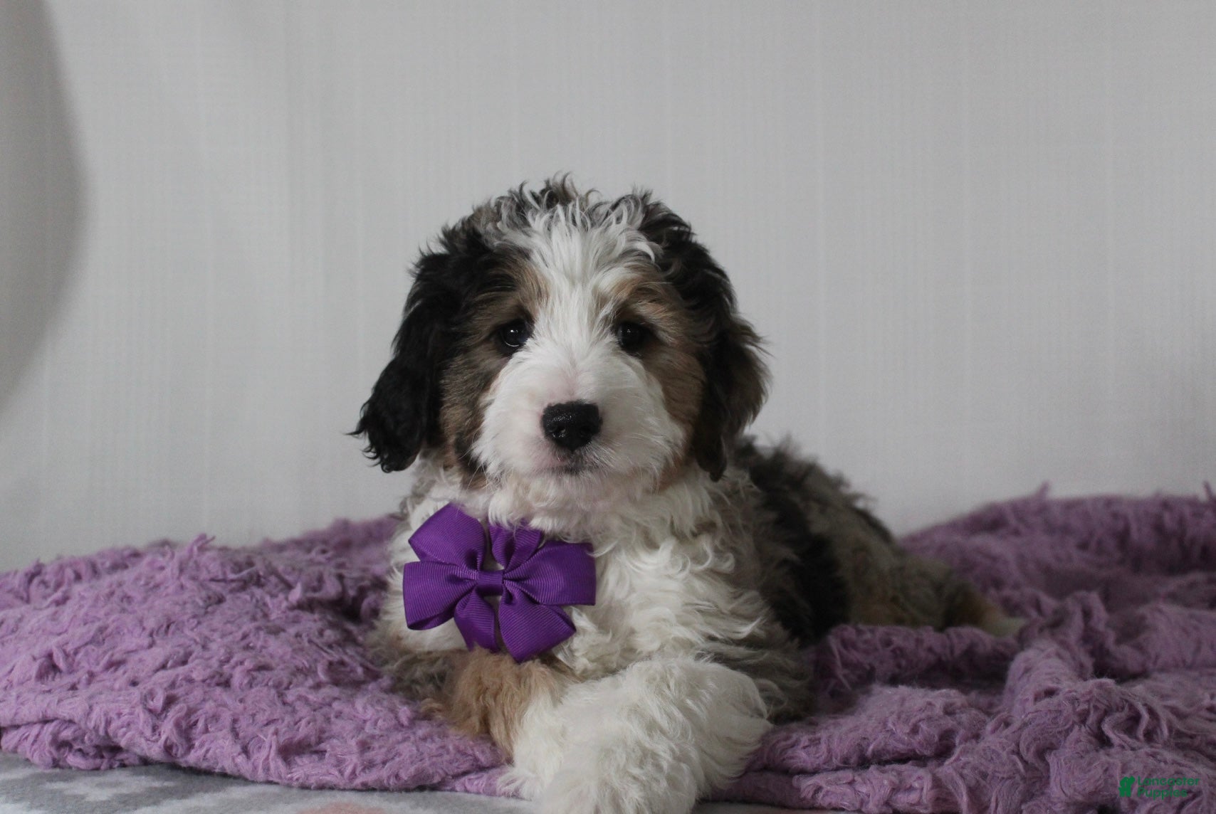 Mini Aussiedoodle dogs Odie - Ad 2