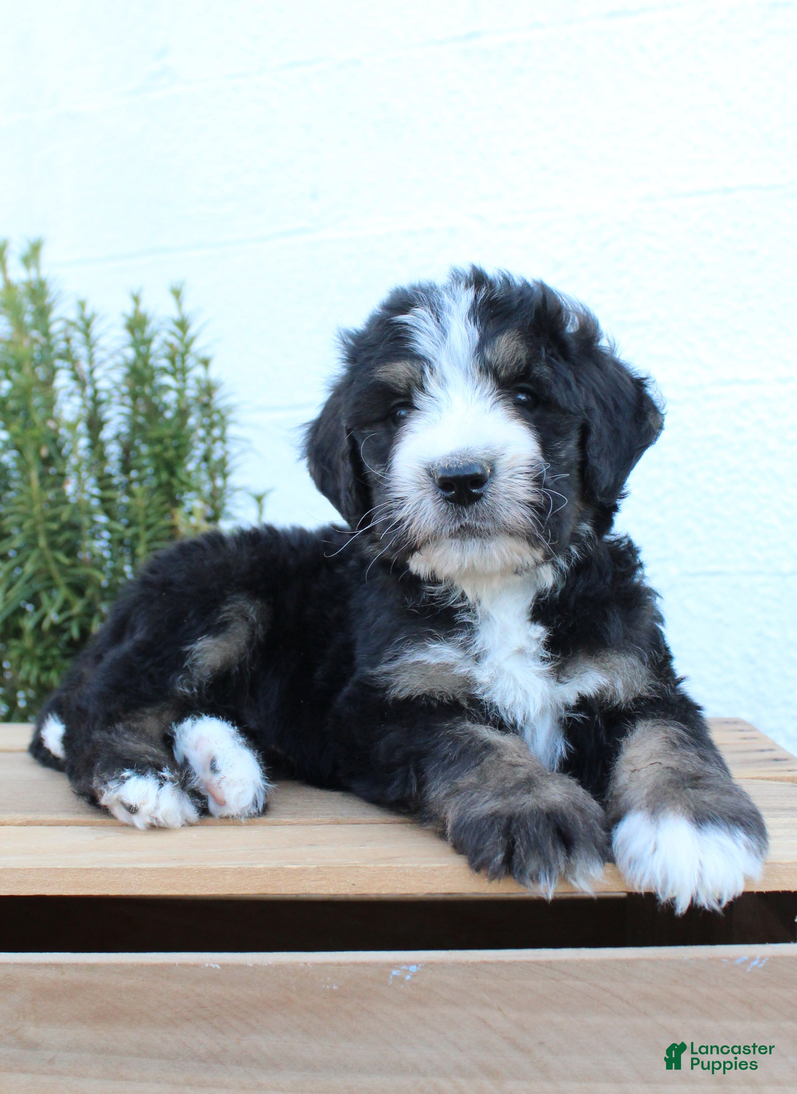 Bernedoodle dogs Lincoln - Ad 1