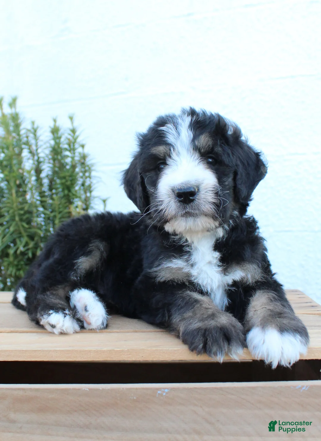 Bernedoodle dogs for sale: Lincoln - Ad 1
