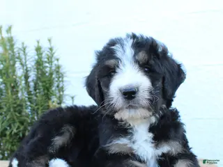 Bernedoodle dogs for sale: Lincoln - Ad 3