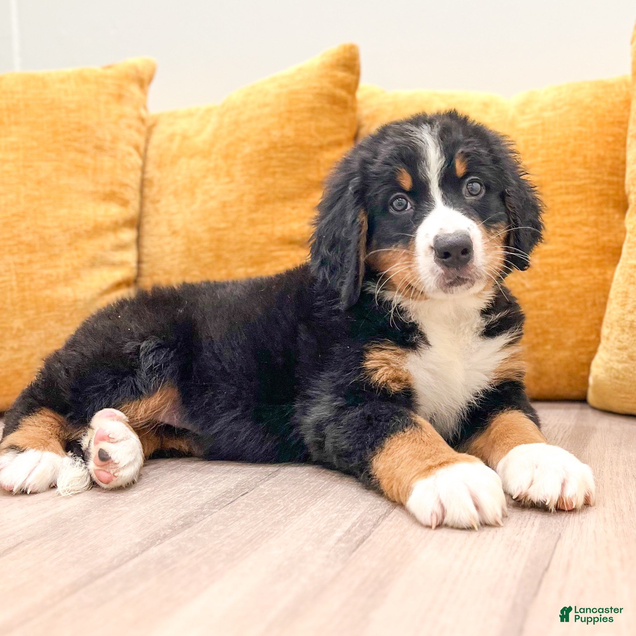 Bernese Mountain Dog dogs Lola - Ad 2