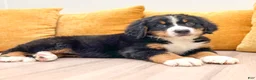 Bernese Mountain Dog dogs for sale: Lola - Ad 2