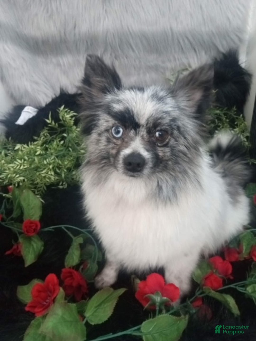 Pomeranian dogs for sale: Pomeranian Puppy 5 - Ad 5