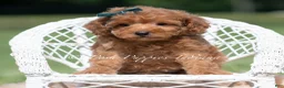 Maltipoo dogs for sale: Putt Putt F1 - Ad 5