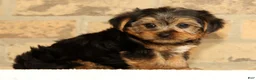 Yorkshire Terrier dogs for sale: Ally - Ad 7
