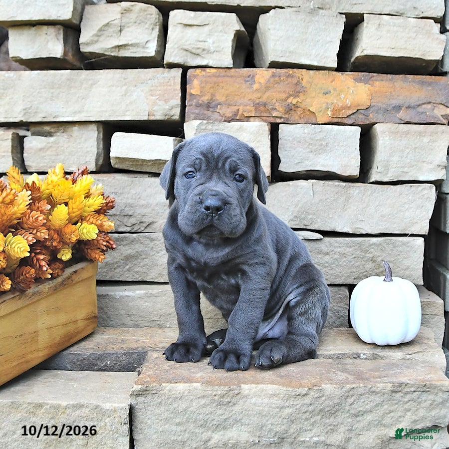 Cane Corso dogs Cooper - Ad 1