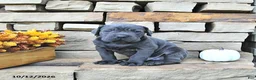Cane Corso dogs for sale: Cooper - Ad 1