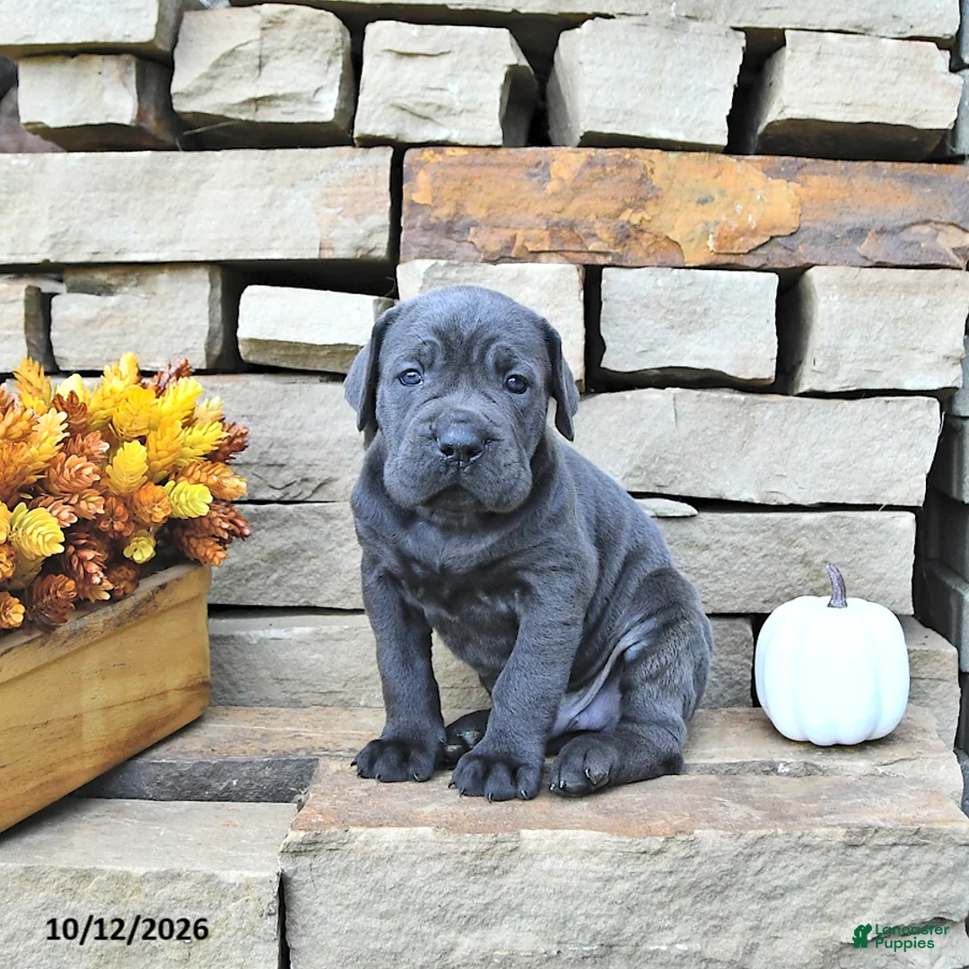 Cane Corso dogs for sale: Cooper - Ad 1