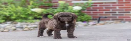 Newfypoo dogs for sale: Cherri - Ad 6