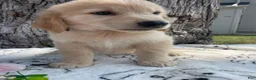 Mixed Breed dogs for sale: Ruth - Ad 2