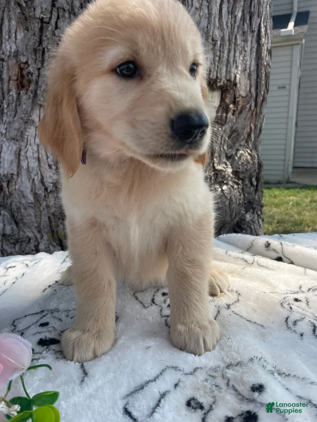 Mixed Breed dogs for sale: Ruth - Ad 2