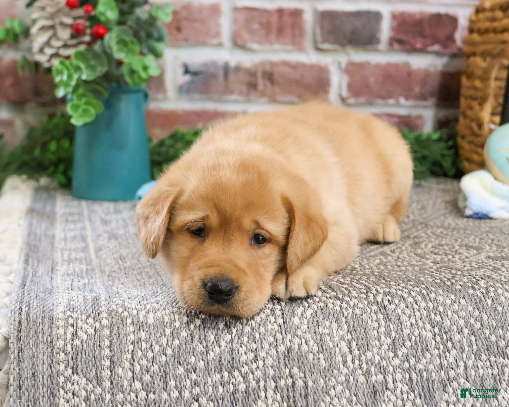 Labrador Retriever dogs Will - Ad 30