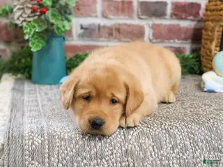 Labrador Retriever dogs Will - Ad 30