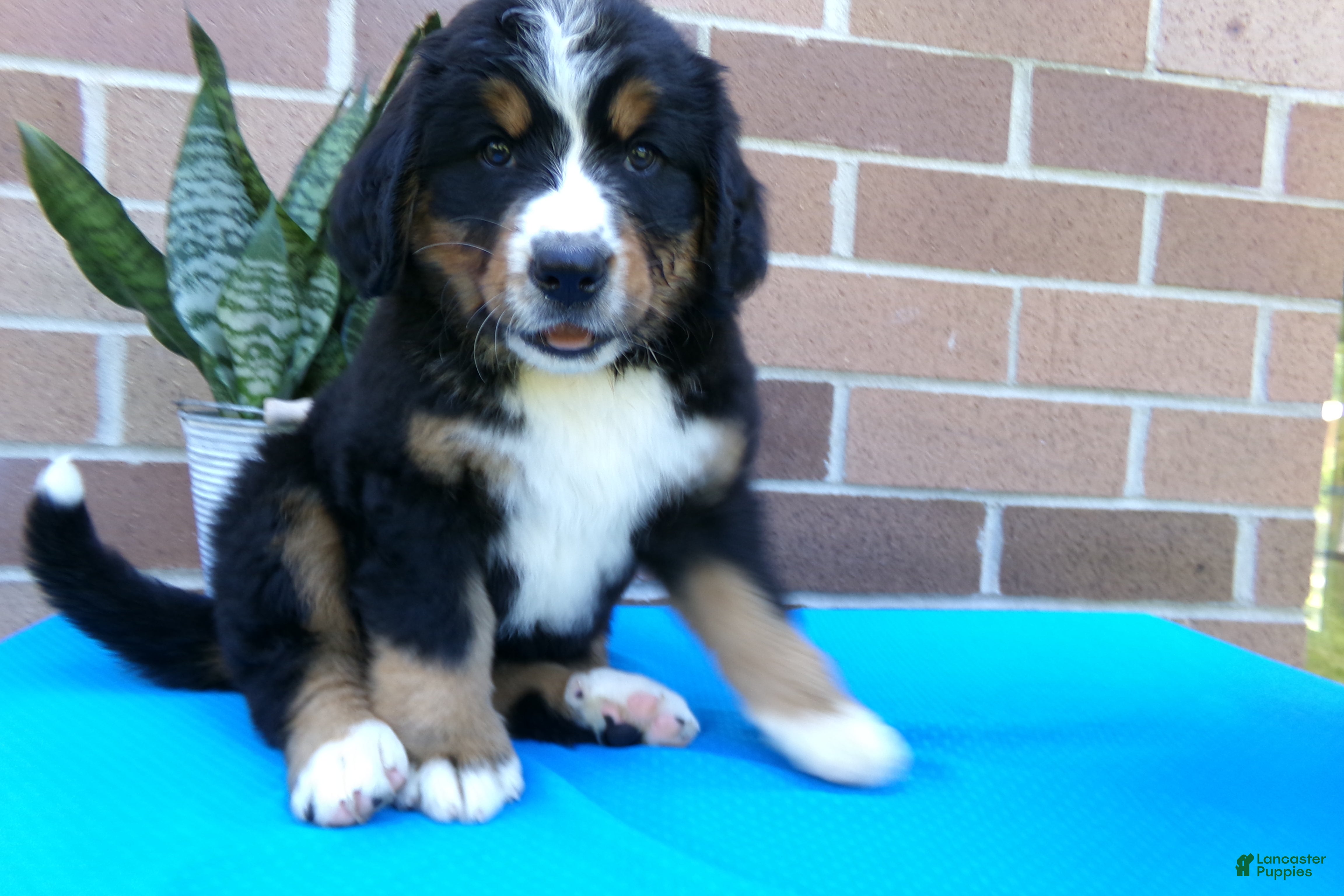 Bernese Mountain Dog dogs Trinity - Ad 1