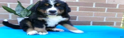 Bernese Mountain Dog dogs for sale: Trinity - Ad 1