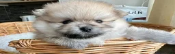 Pomeranian dogs for sale: Kayla - Ad 6