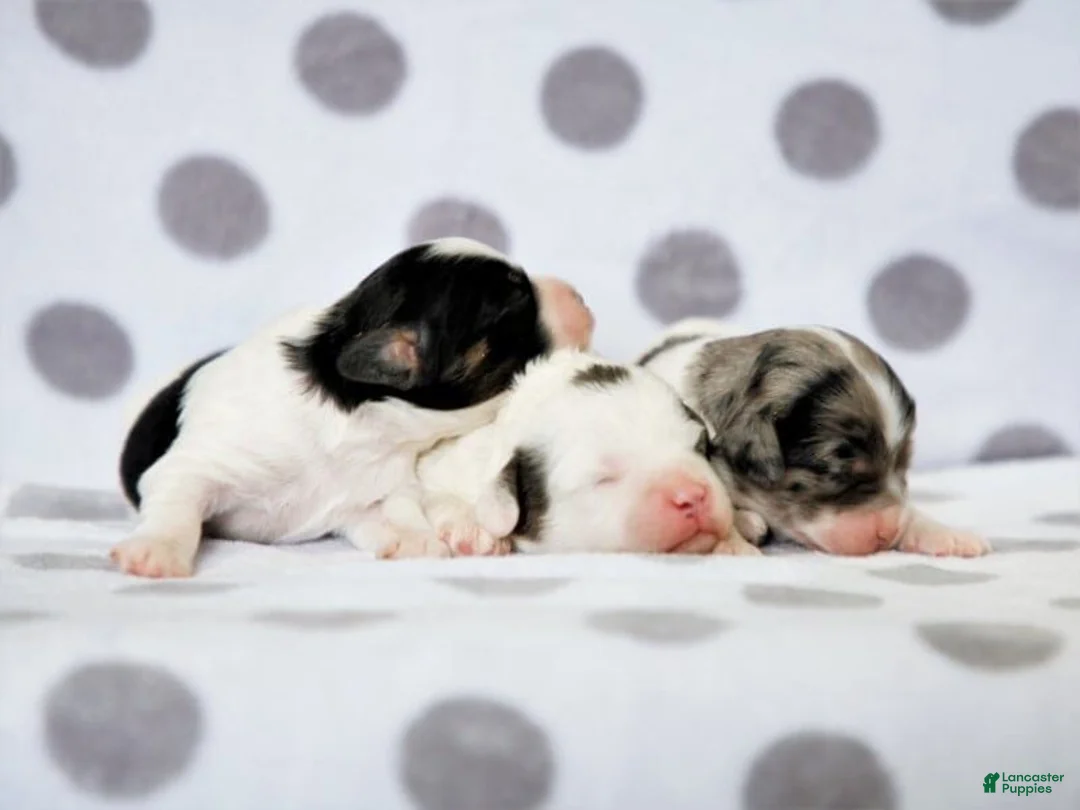 Miniature Poodle dogs for sale: Bandit - Ad 4