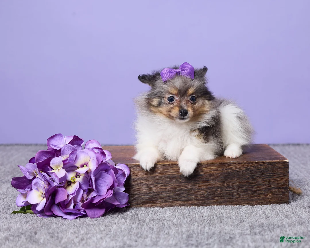 Pomeranian dogs for sale: Lucy - Ad 1