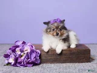 Pomeranian dogs Lucy - Ad 40