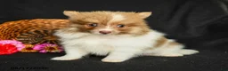 Pomeranian dogs for sale: Pollo - Ad 5