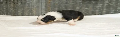 Lana Miniature Australian Shepherd Puppy 