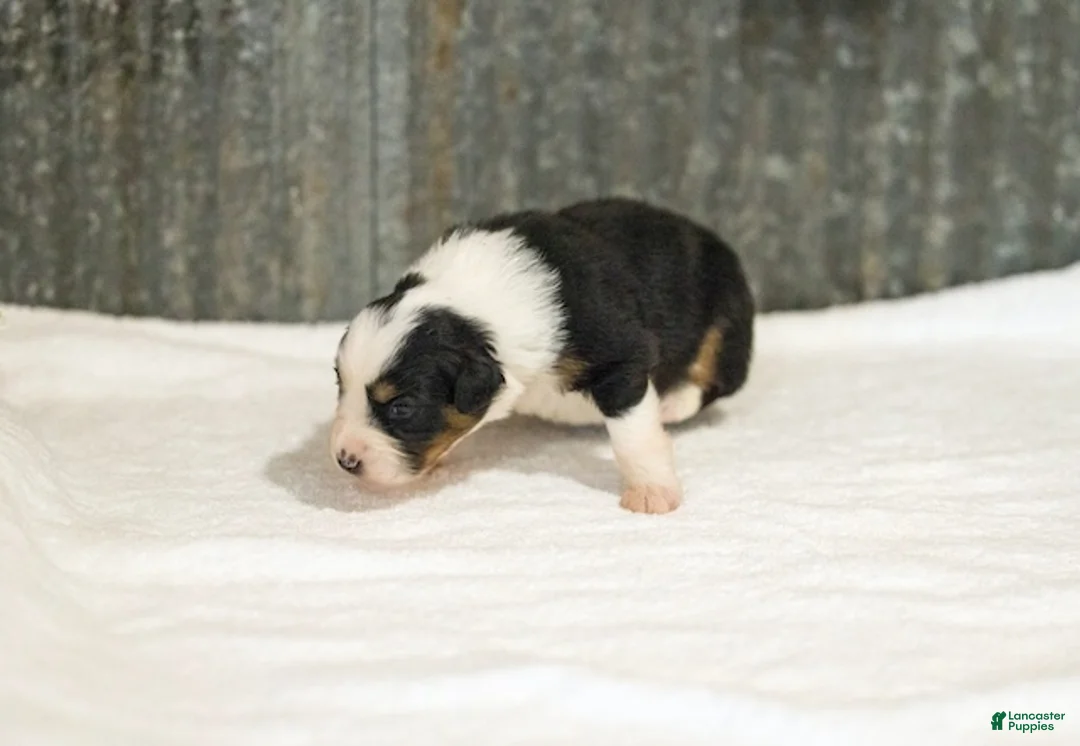 Miniature Australian Shepherd dogs for sale: Lana Miniature Australian Shepherd Puppy  - Ad 1