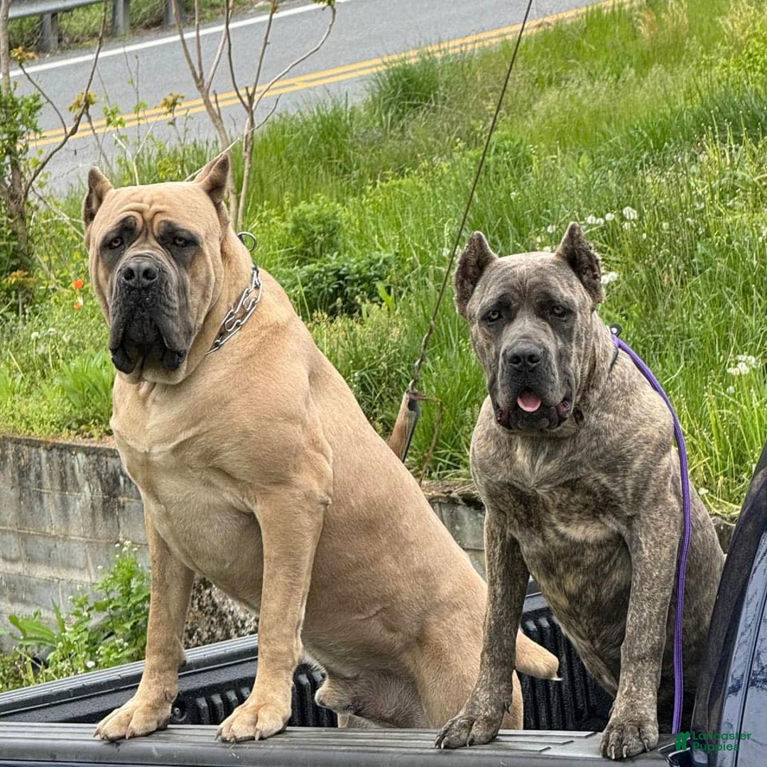 Cane Corso dogs for sale: Cane Corso Puppy 3 - Navy - Ad 4