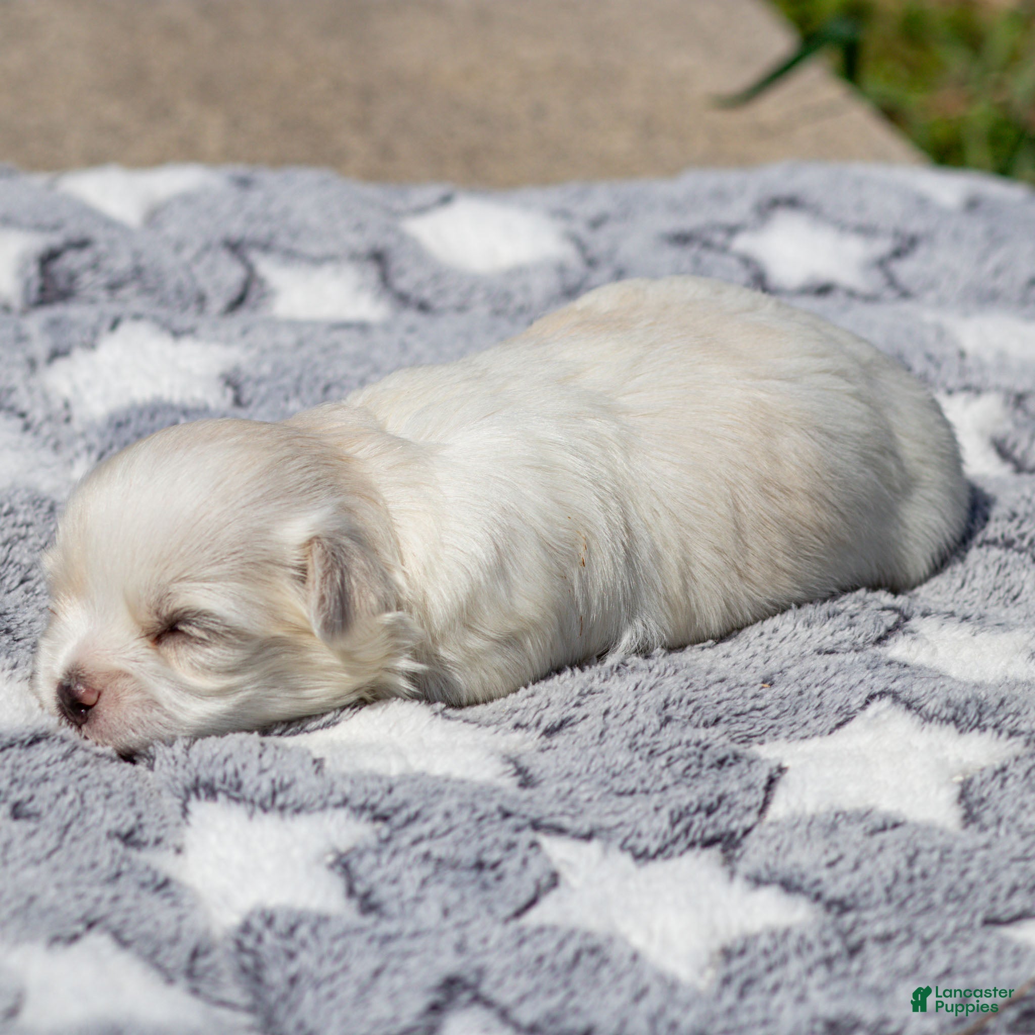 Maltese dogs Maggie Maltese Puppy  - Ad 1